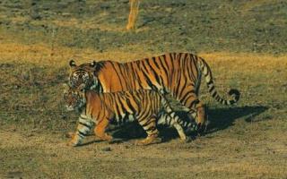 India Tiger Tour
