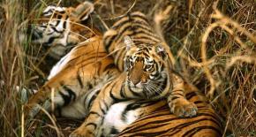 India Tiger Tour